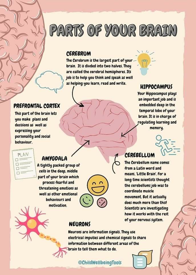 Parts of your brain